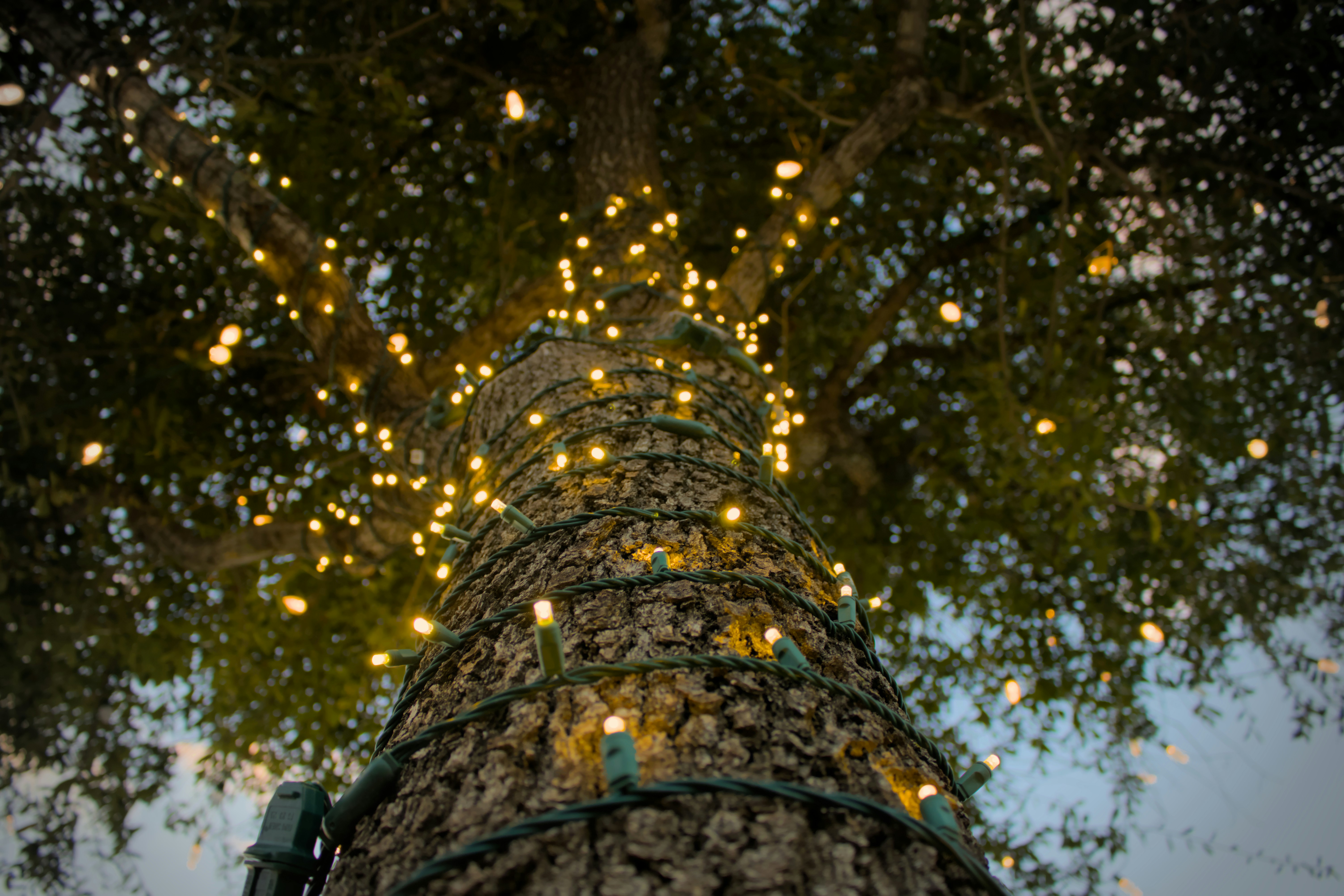 Foto zum Thema Ein sehr hoher Baum mit vielen Lichtern darauf