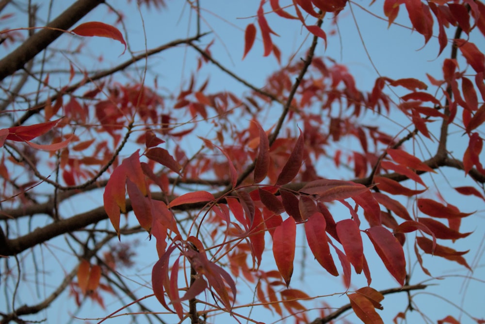 a tree branch with red leaves against a blue sky