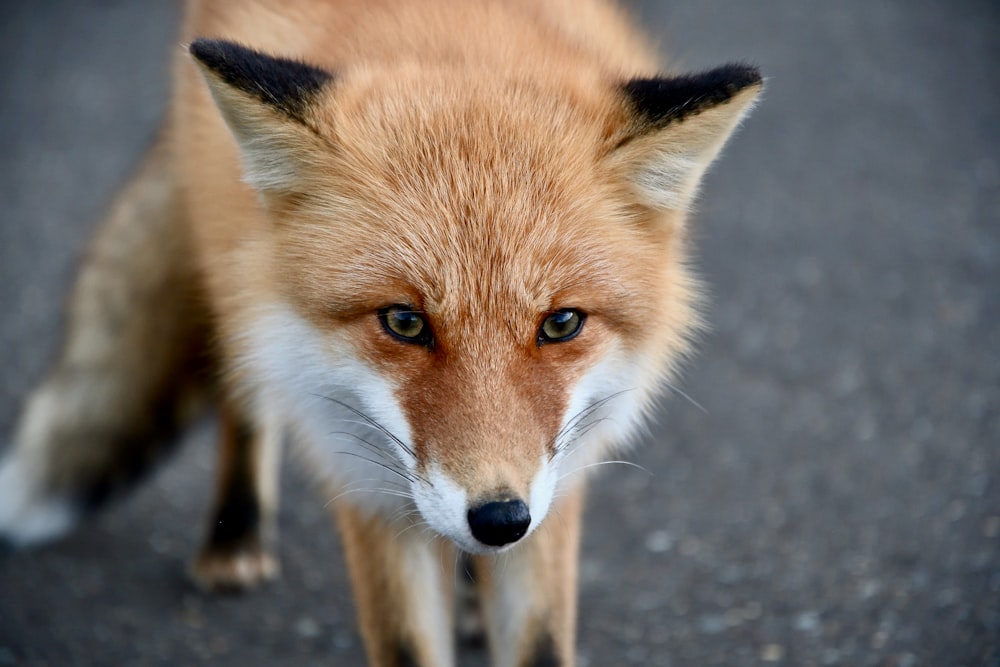 a close up of a fox on a road