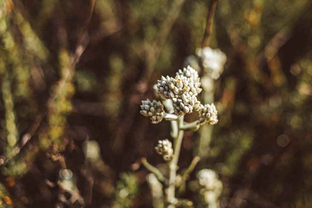 a close up of a plant with small white flowers