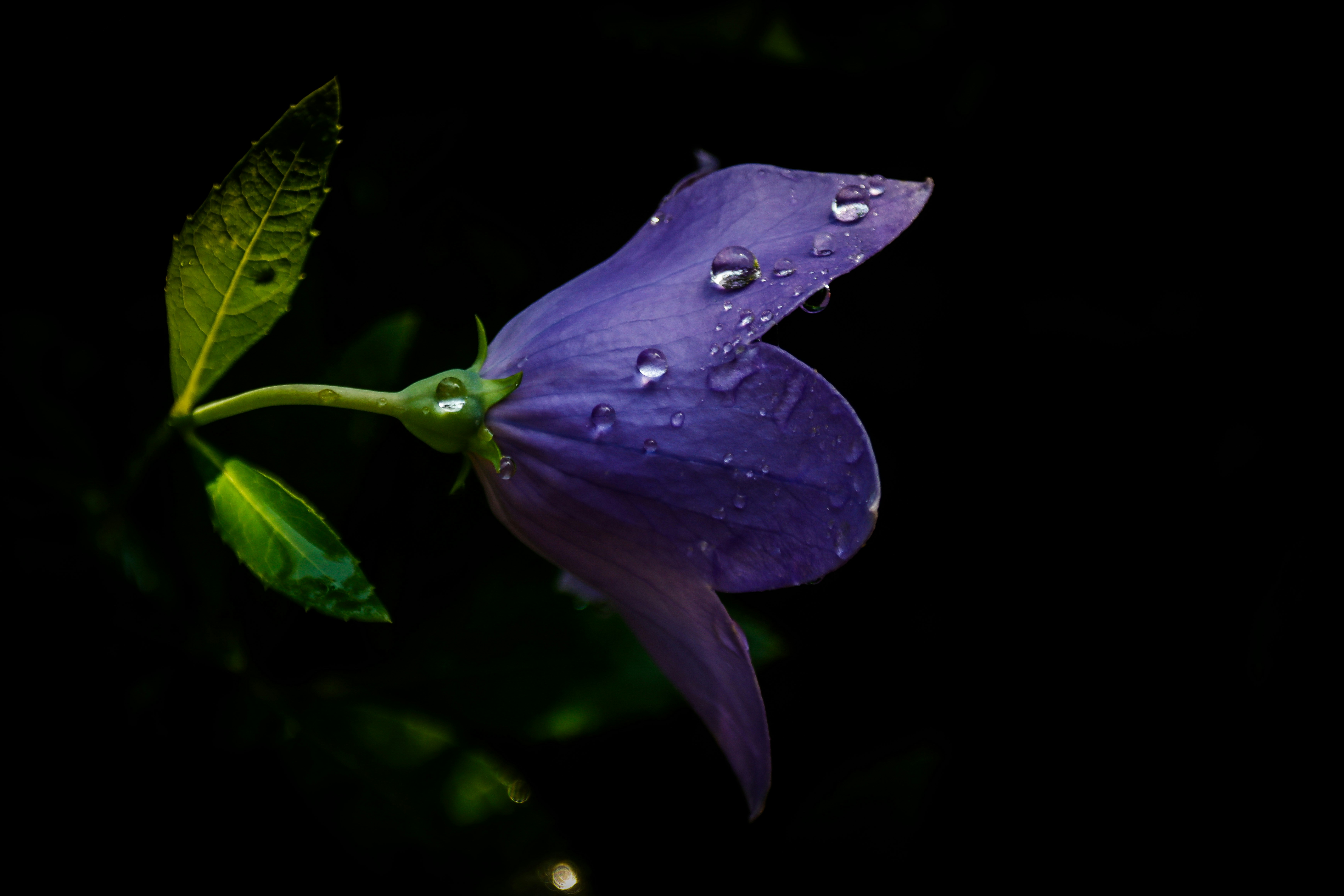 Photo by alla_kemelmakher