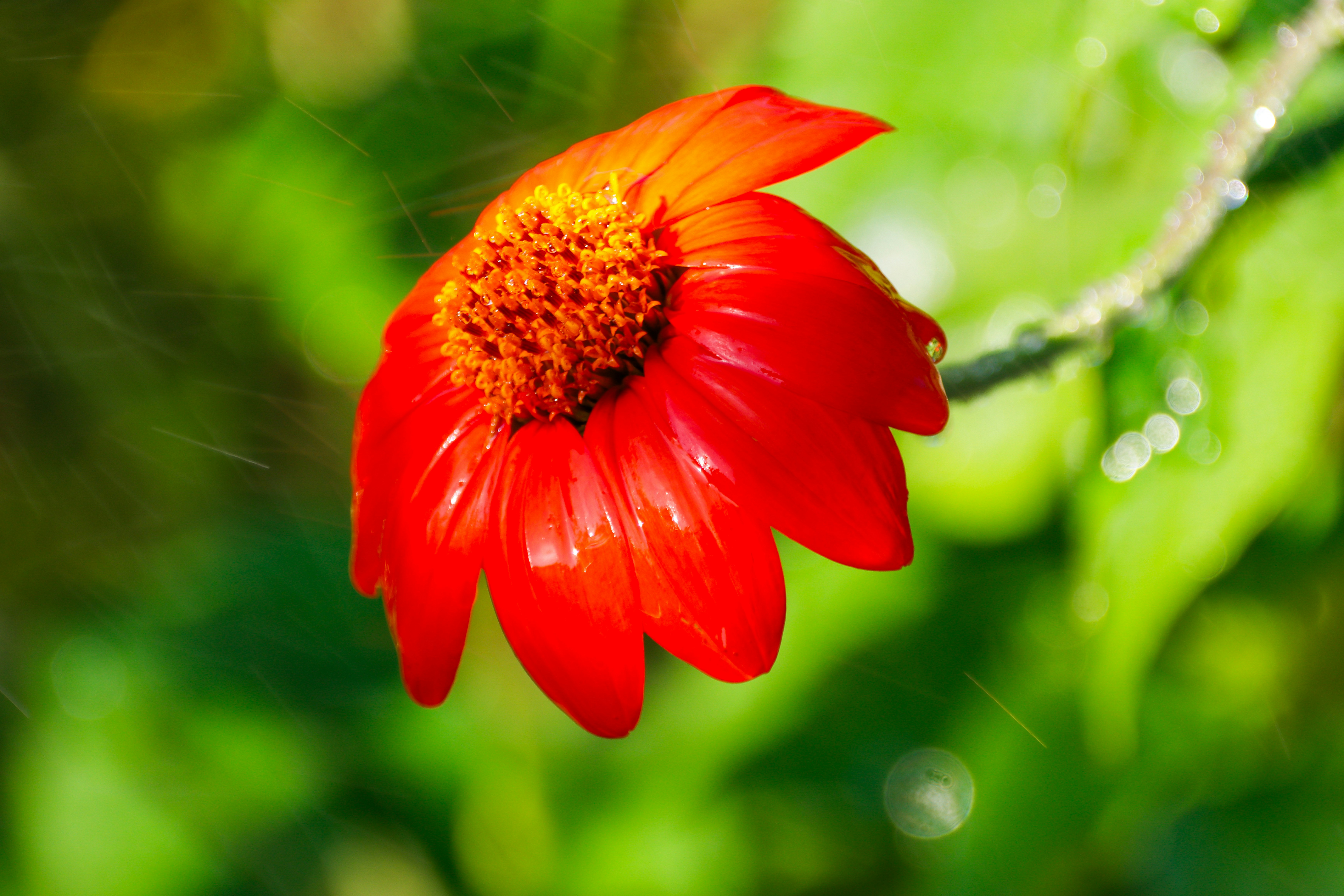 Photo by alla_kemelmakher