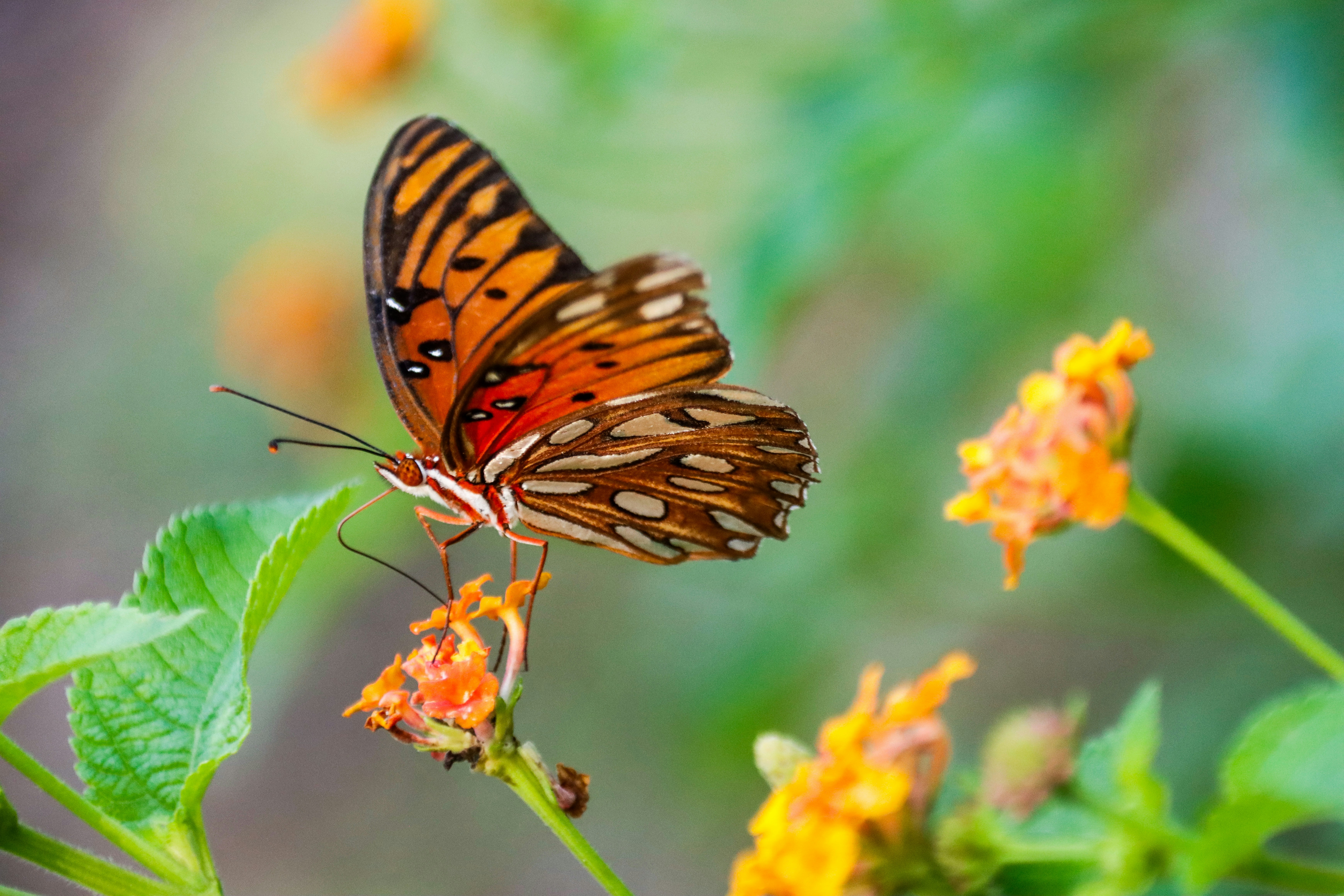 Photo by alla_kemelmakher