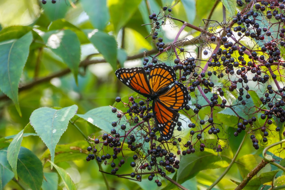 una mariposa que está sentada sobre unas bayas