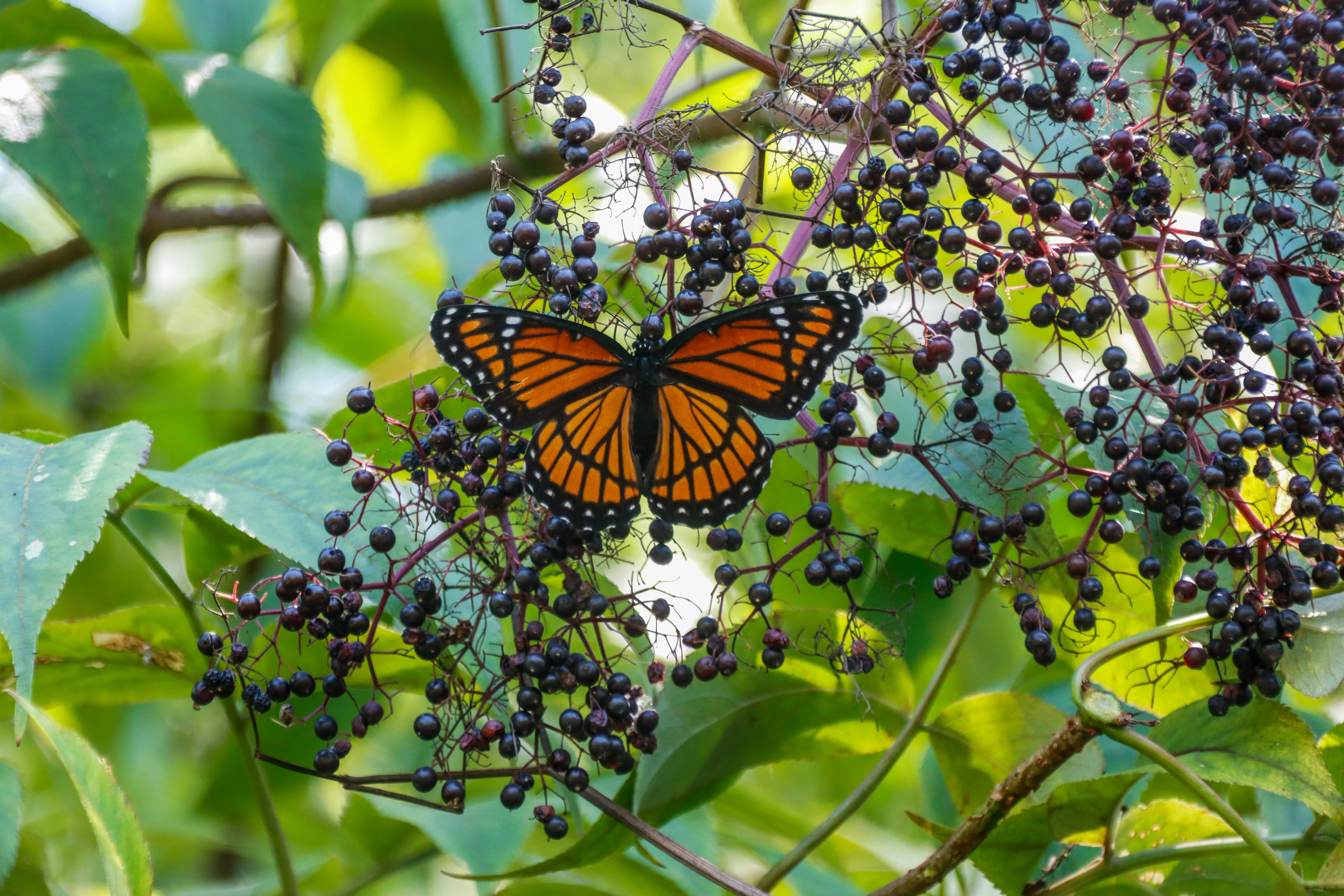 Photo by alla_kemelmakher