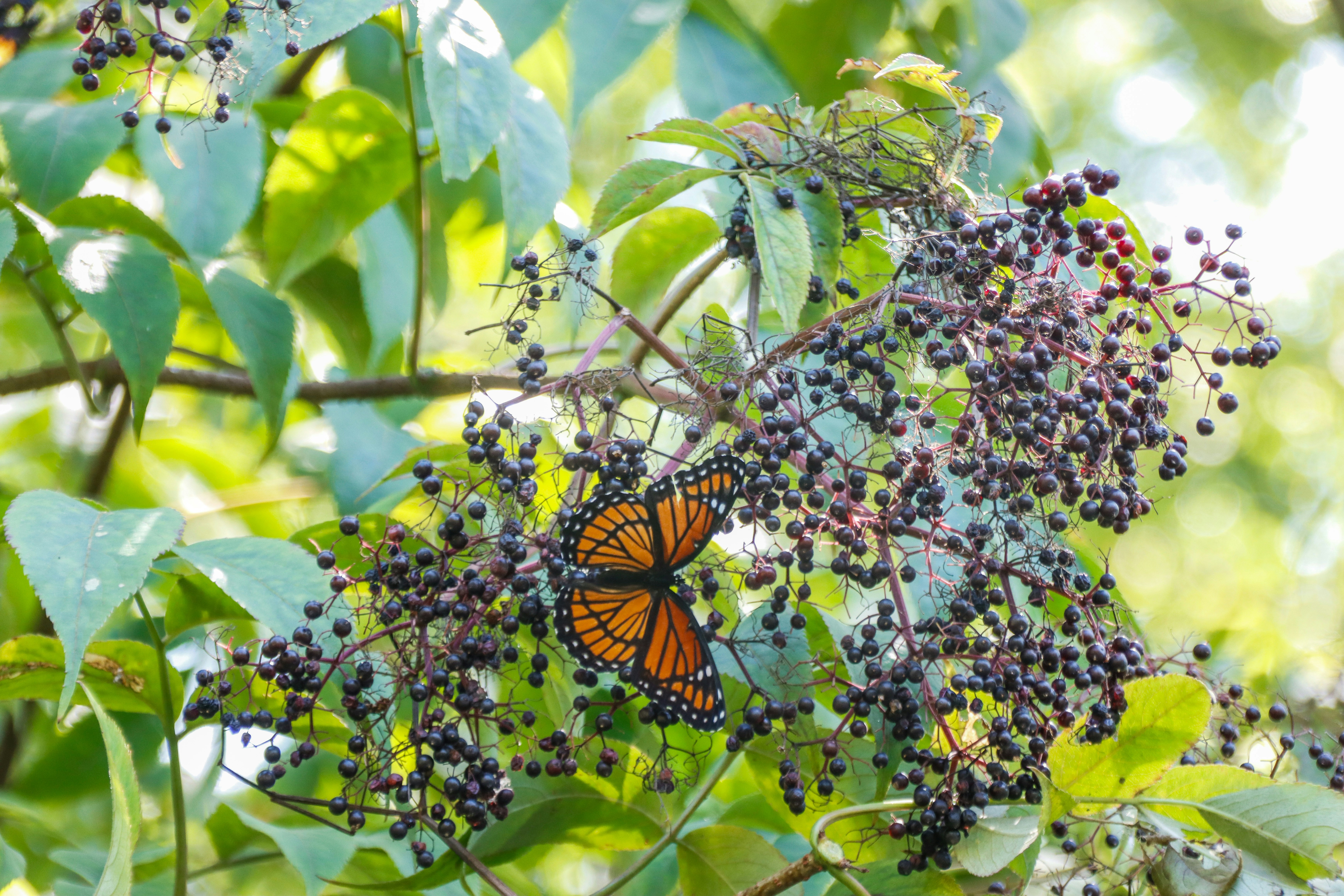 Photo by alla_kemelmakher