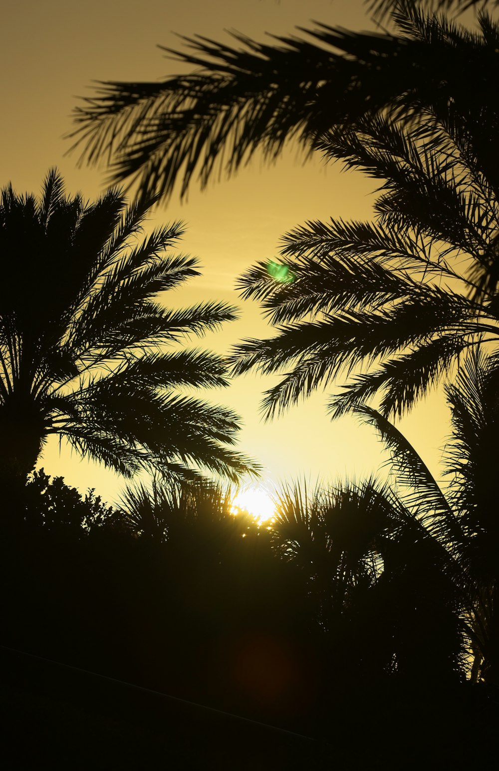 the sun is setting behind some palm trees