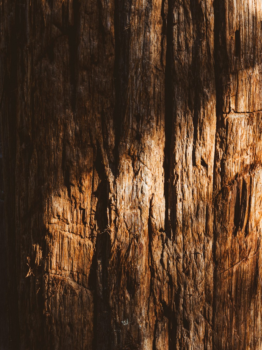 a close up of the bark of a tree