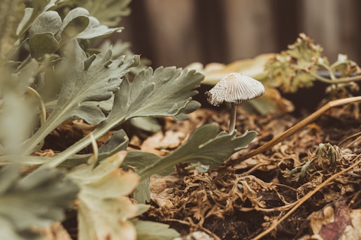 A small, delicate mushroom is growing among lush, green leaves and brown decaying foliage. The environment appears to be a forest floor with rich textures of natural elements. The mushroom has a thin stem and a slightly translucent cap.