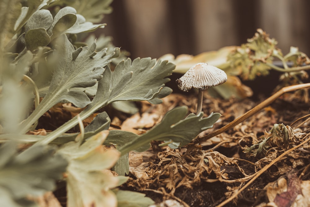 a small white mushroom sitting on the ground