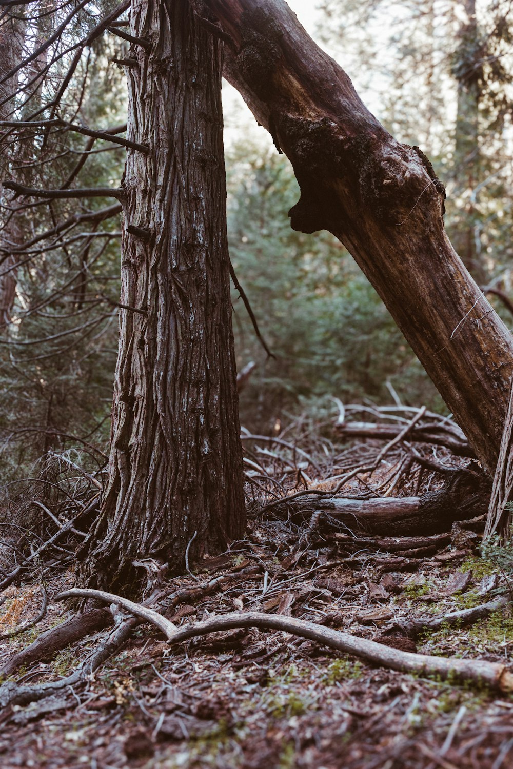 a very large tree in the middle of a forest