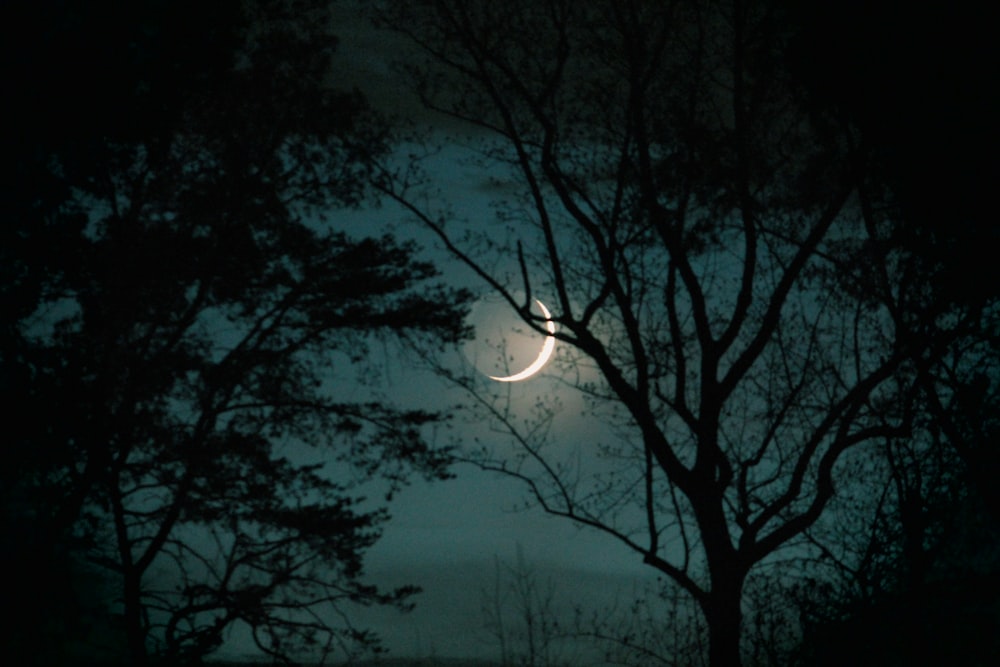 the moon is seen through the trees at night
