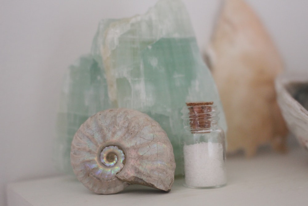 a white shelf topped with different types of sea shells