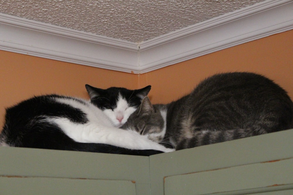 a couple of cats laying on top of each other