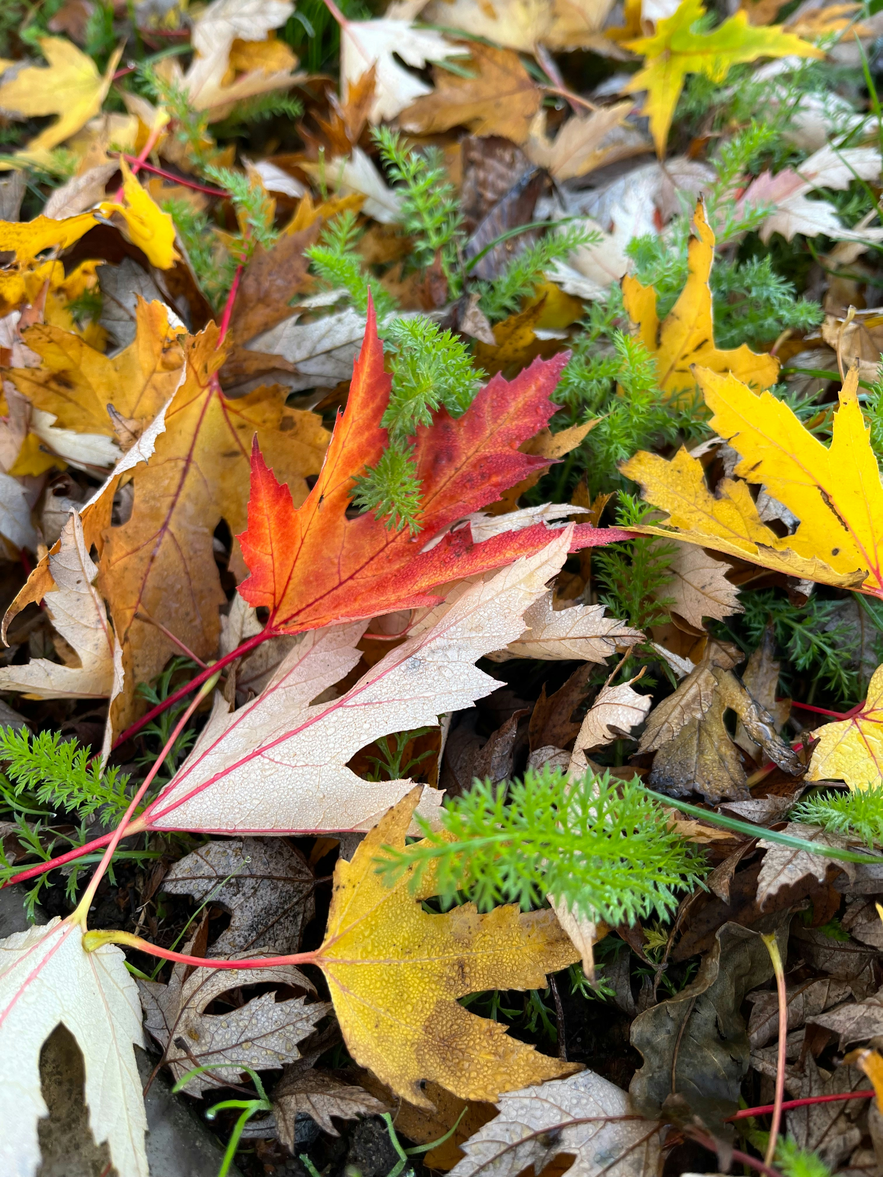 A bunch of leaves that are laying on the ground photo – Free Leaf Image ...