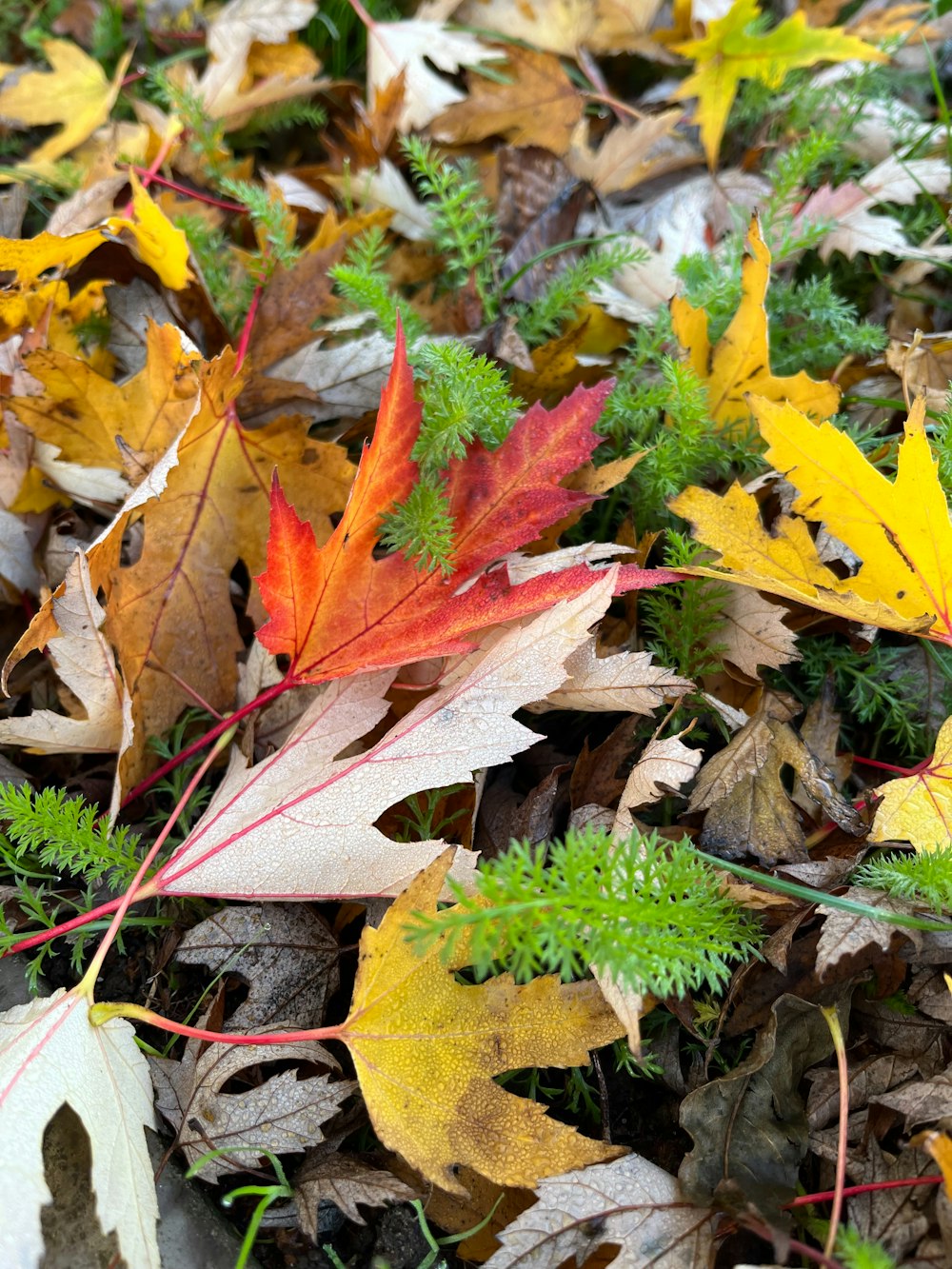 a bunch of leaves that are laying on the ground