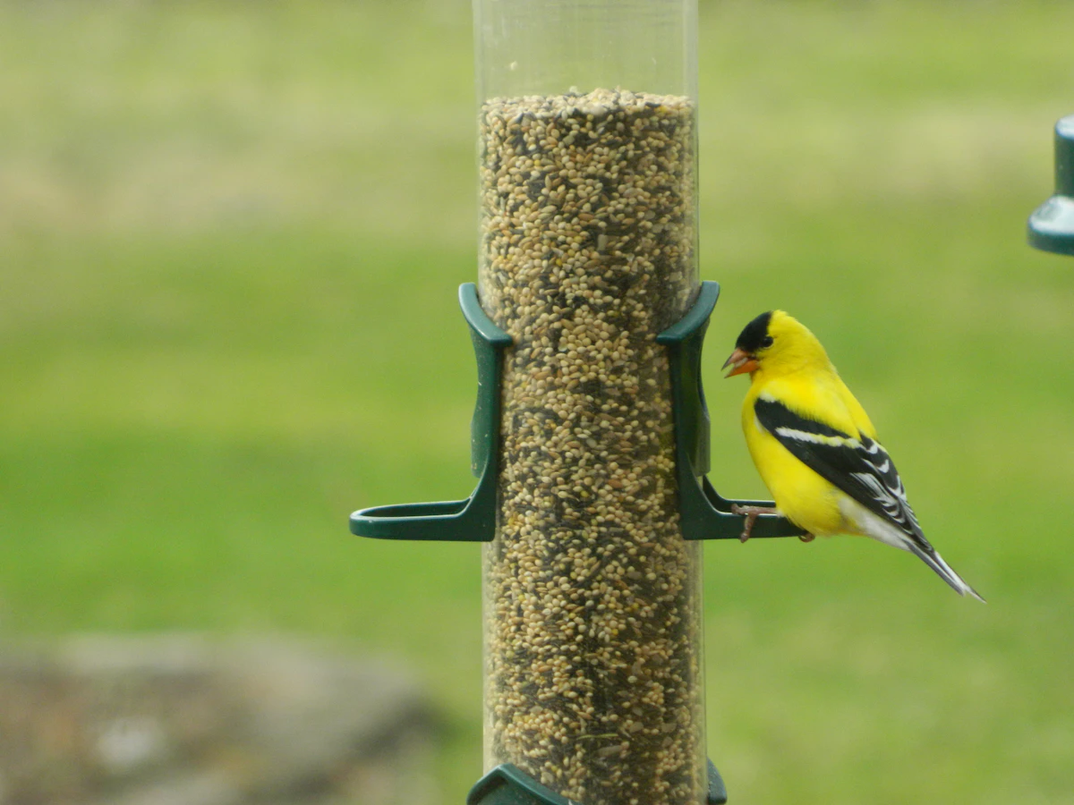 American goldfinch perched on a cylindrical tube feeder