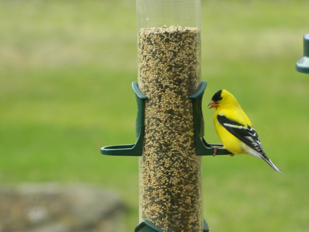 a yellow bird perched on a bird feeder