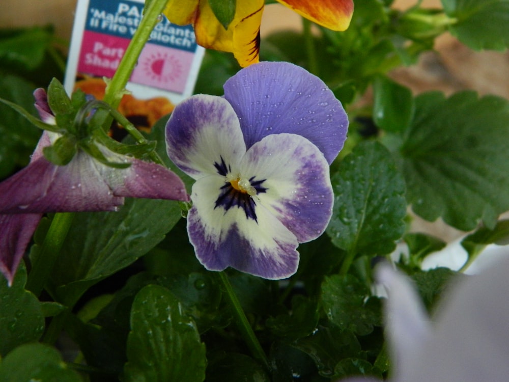 a close up of a purple and white flower