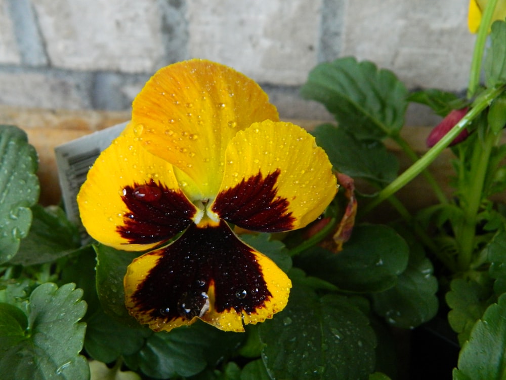 a close up of a flower with water droplets on it