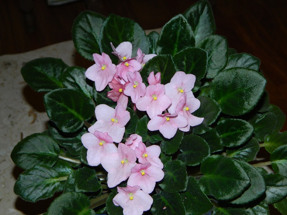 a potted plant with pink flowers and green leaves