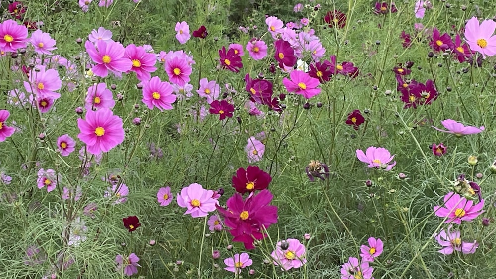 a field full of purple and yellow flowers