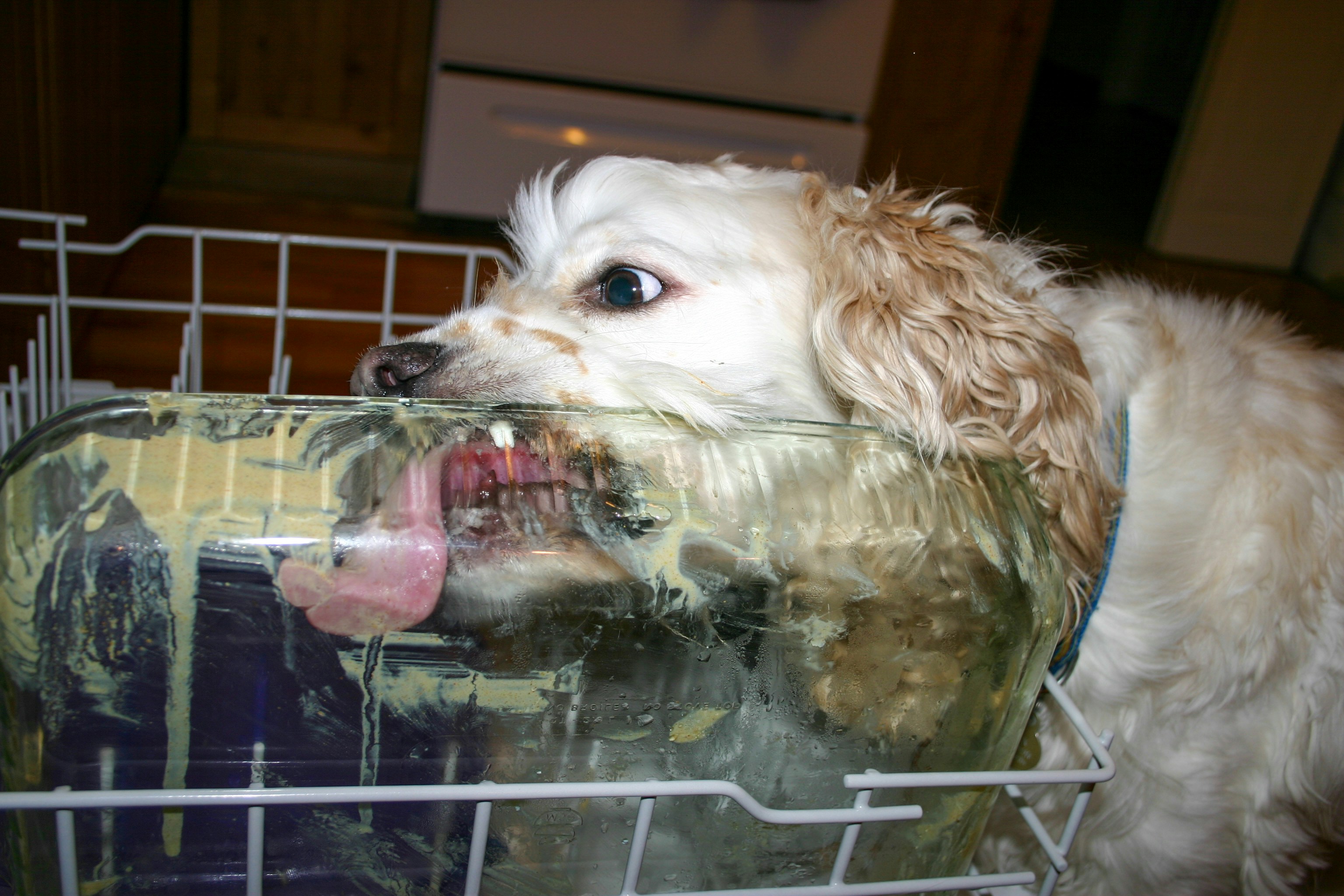 Dog getting teeth brushed