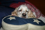 A decorative pillow with a dog and scripture design.
