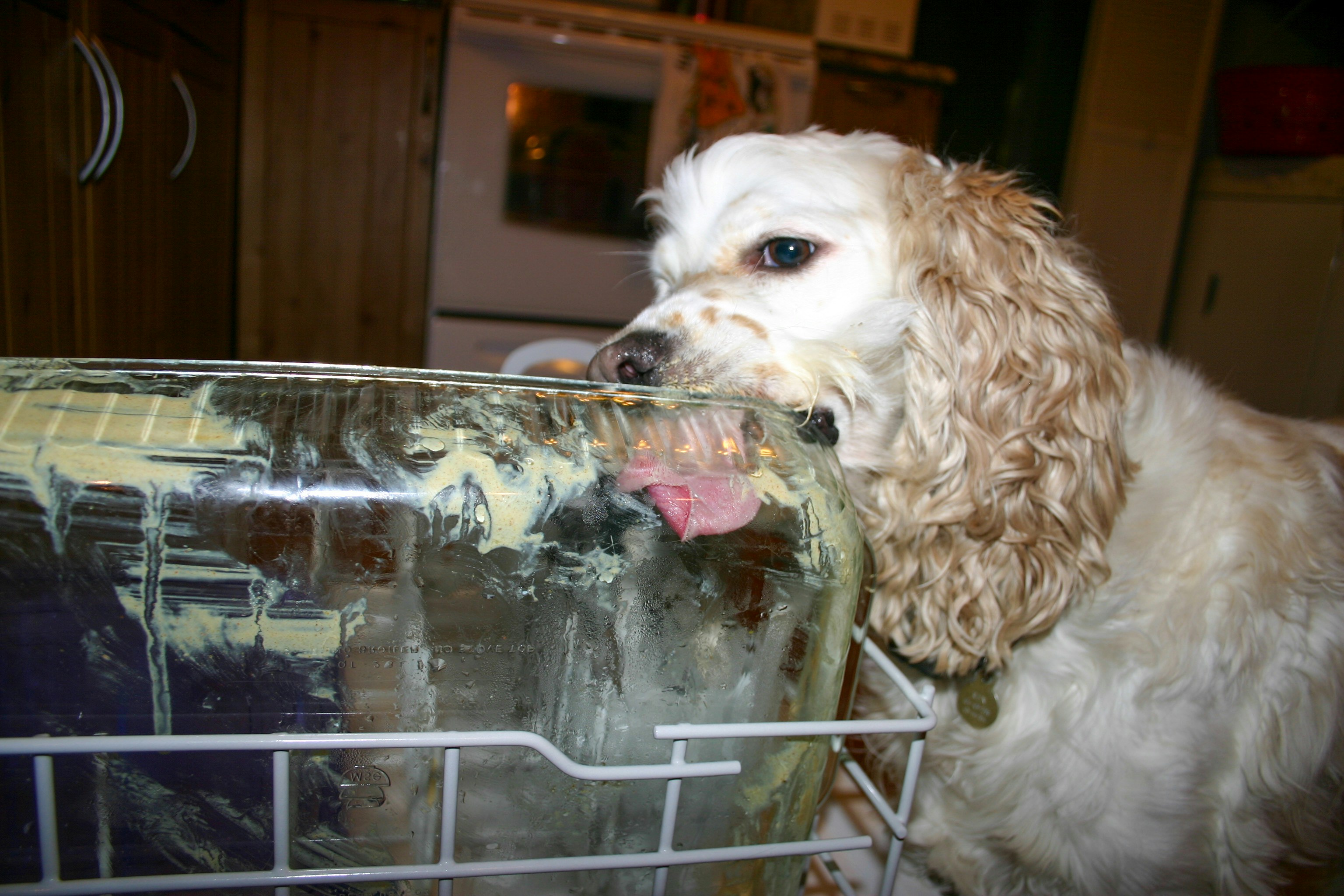 a brown and white dog standing next to a dishwasher