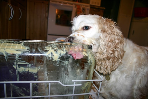 A dog with curly fur licks the remnants of food from a glass dish placed in a dishwasher. The background shows a kitchen setting with wooden cabinets and a glimpse of an oven.