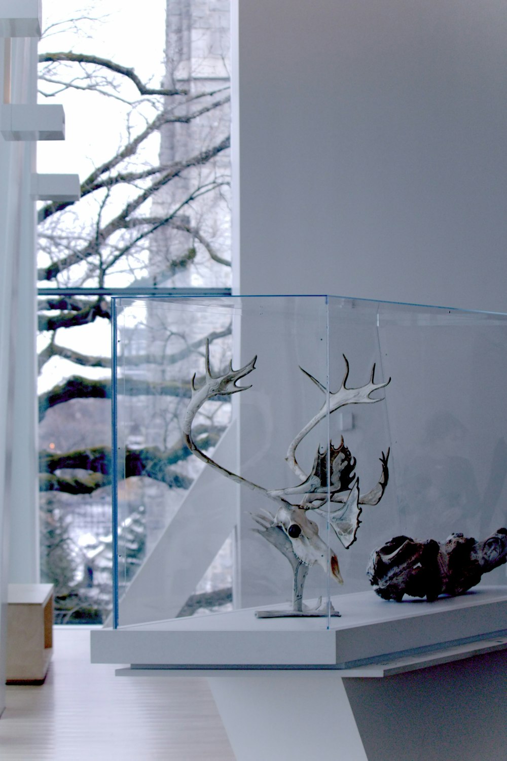 a glass display case with a deer head on it