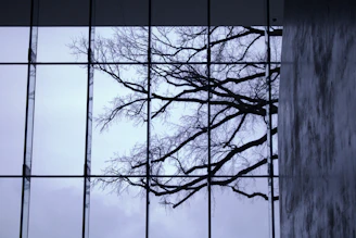 a view of a tree through a glass window