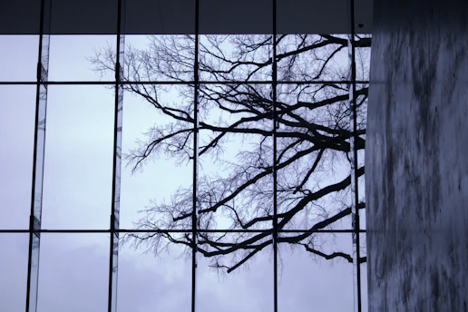 a view of a tree through a glass window