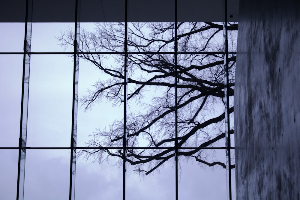 a view of a tree through a glass window