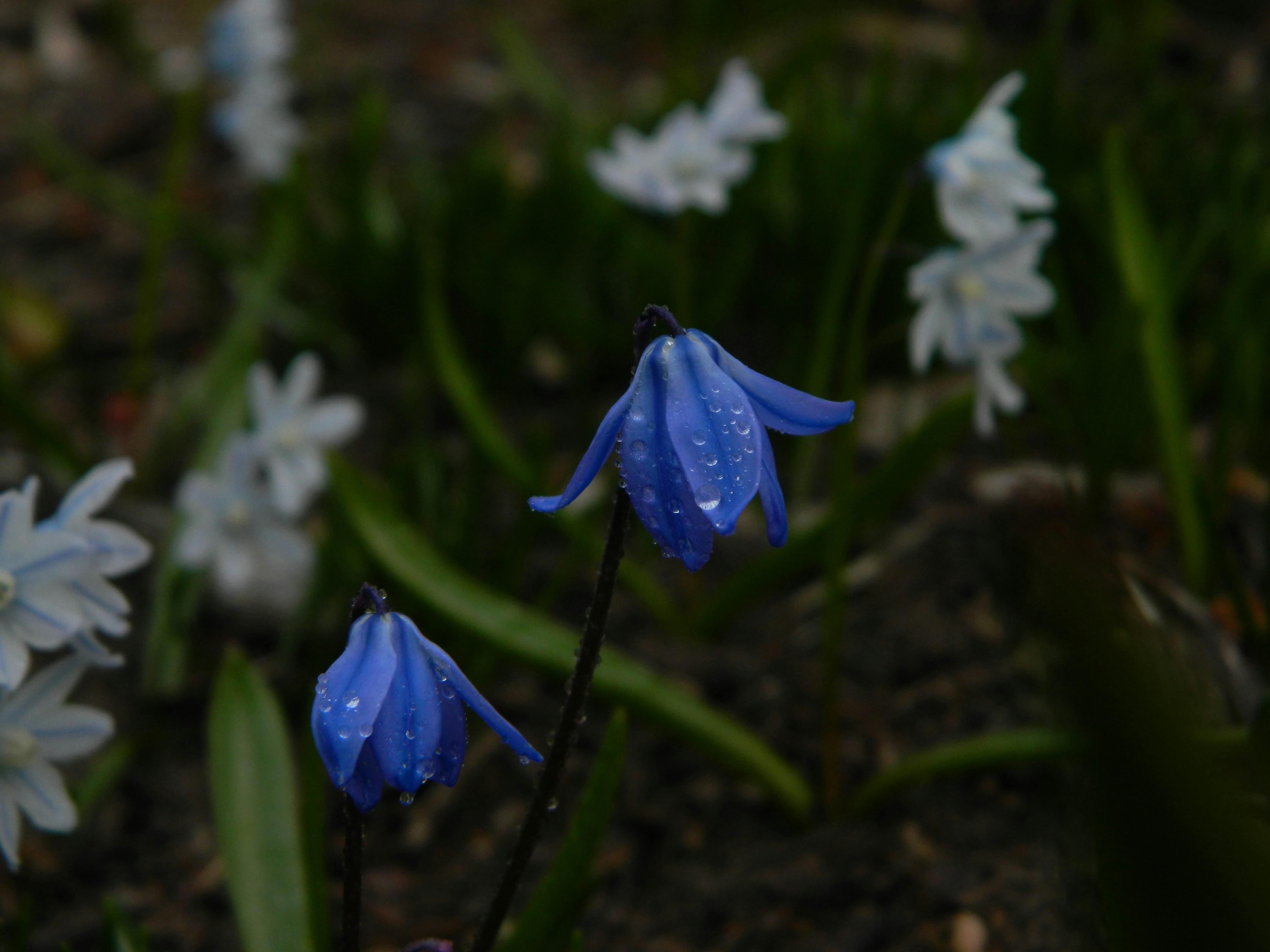 um grupo de flores azuis com gotículas de água sobre elas