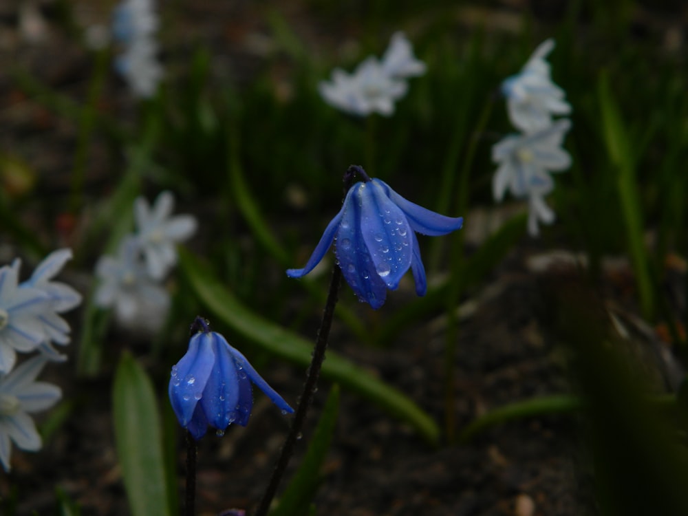 un grupo de flores azules con gotas de agua
