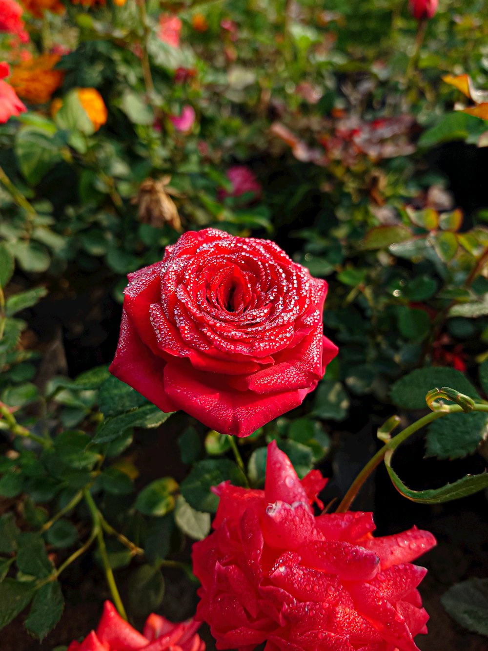 um close up de uma rosa vermelha em um jardim