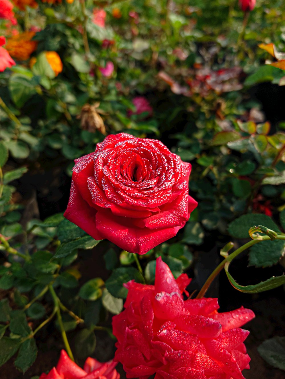 a close up of a red rose in a garden