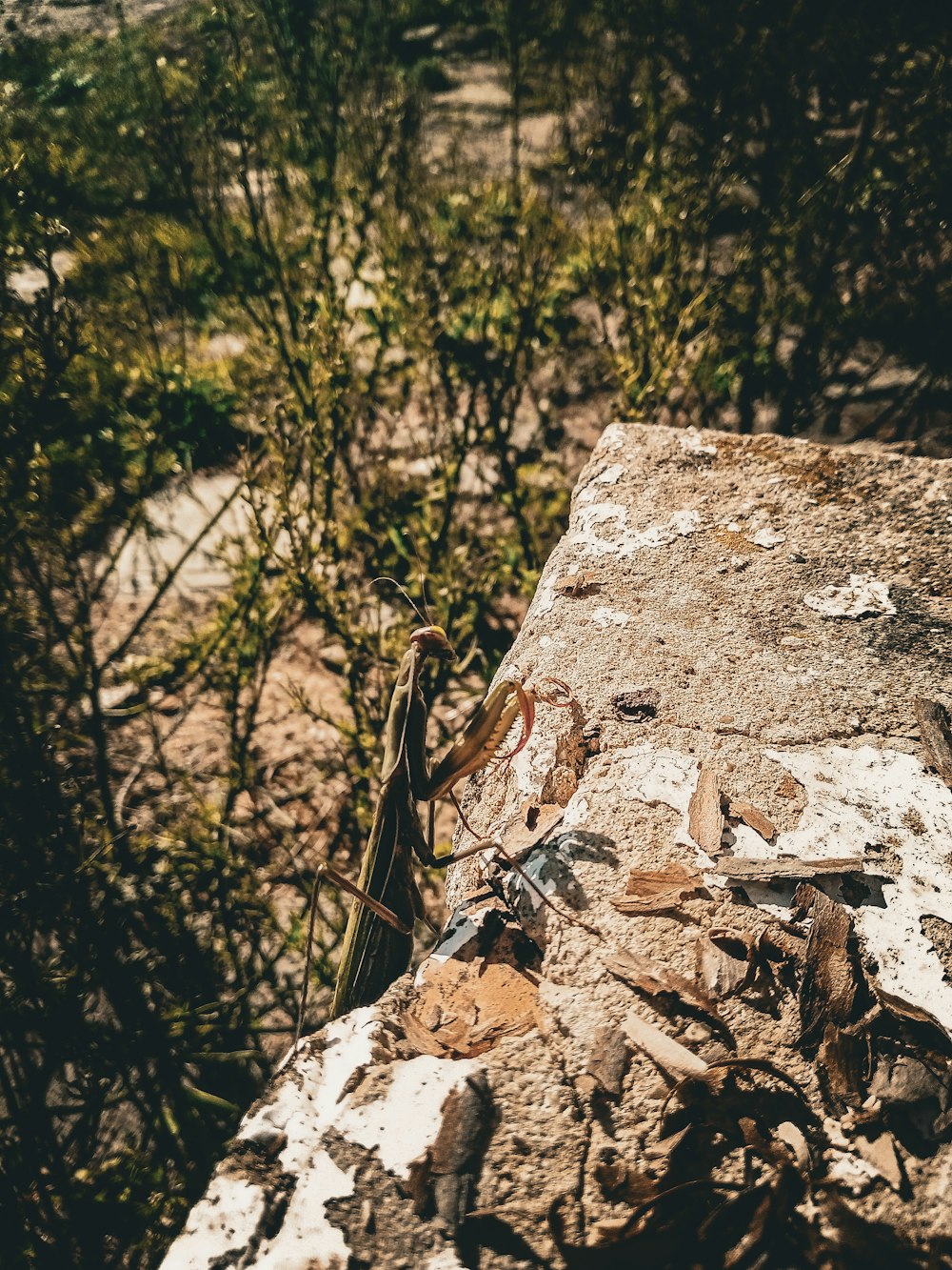 a piece of wood sitting on top of a rock