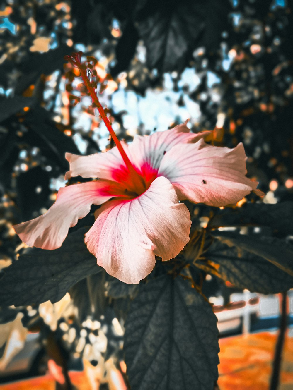 a pink flower is blooming on a tree