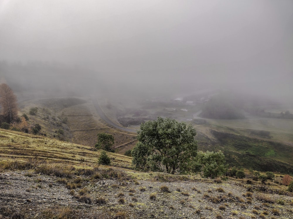 a foggy landscape with a lone tree in the foreground