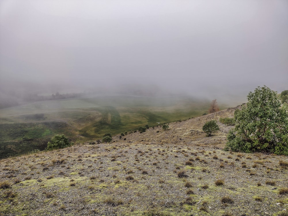 a foggy landscape with a lone tree on a hill