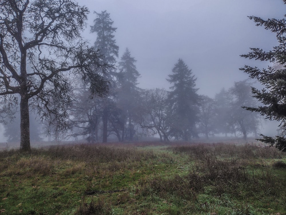 a foggy field with trees in the distance