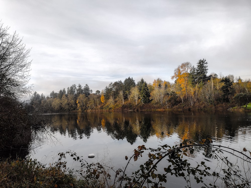 a body of water surrounded by trees