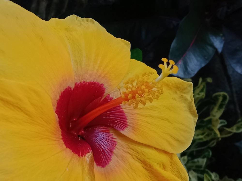 a close up of a yellow flower with a red center