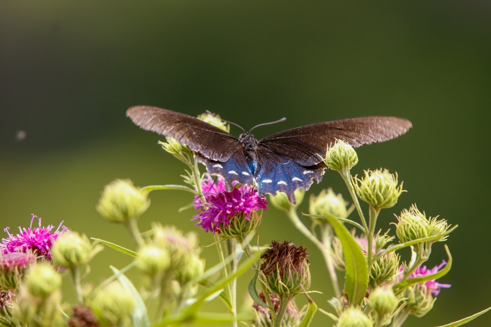 꽃 위에 앉아있는 파란색과 갈색 나비