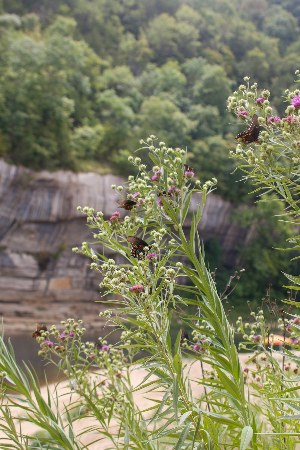 a bunch of flowers that are by some water