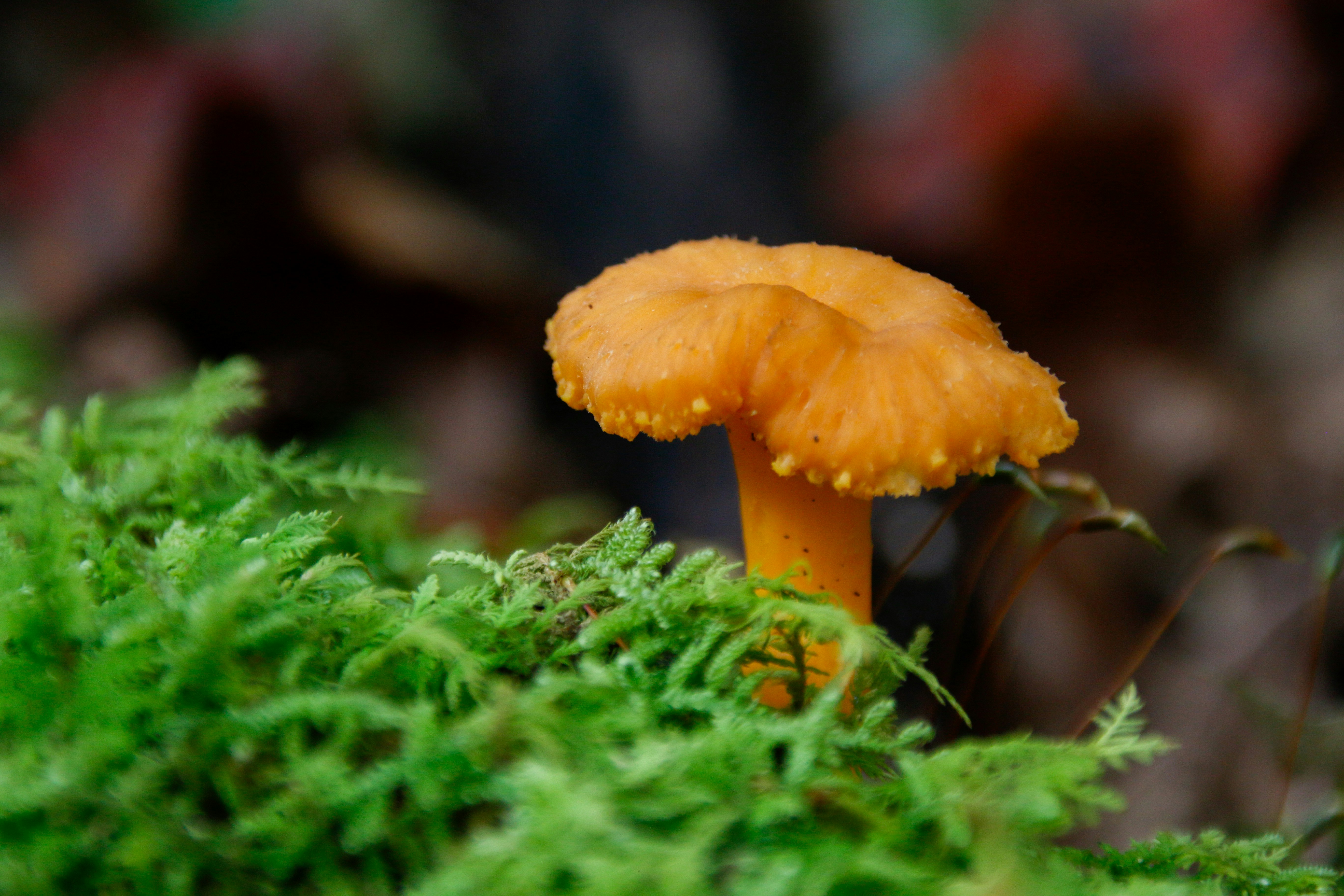 Photo by alla_kemelmakher