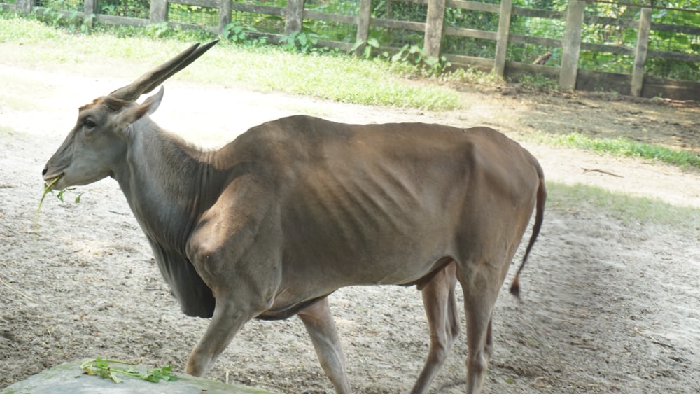 an animal that is standing in the dirt