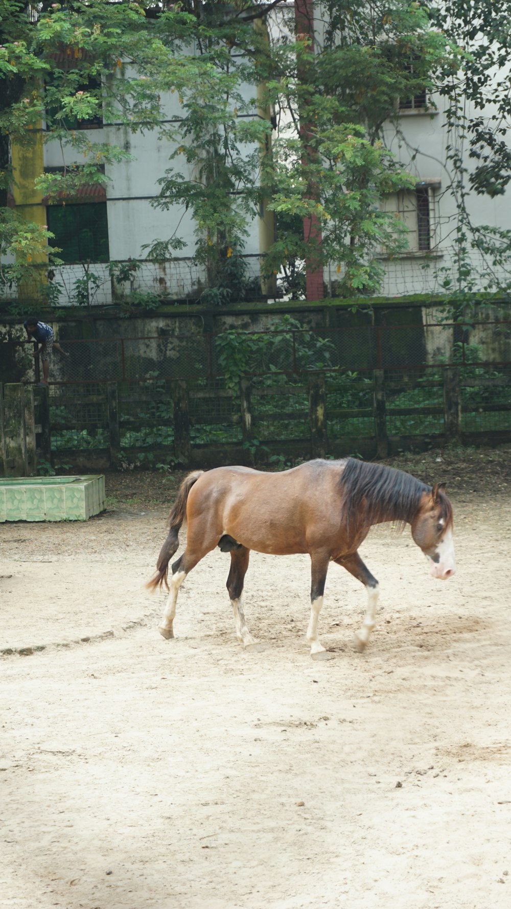 un cavallo marrone che cammina su un campo sterrato
